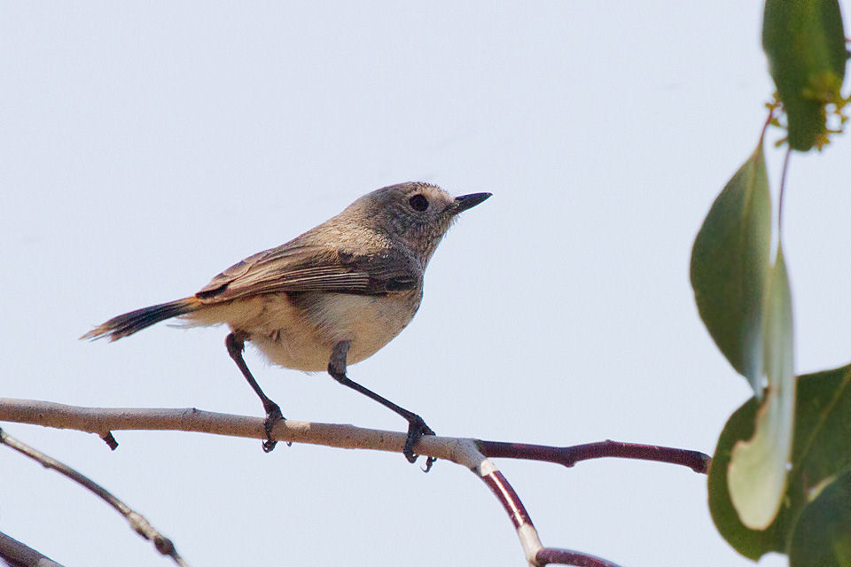 Inland Thornbill (Acanthiza apicalis)